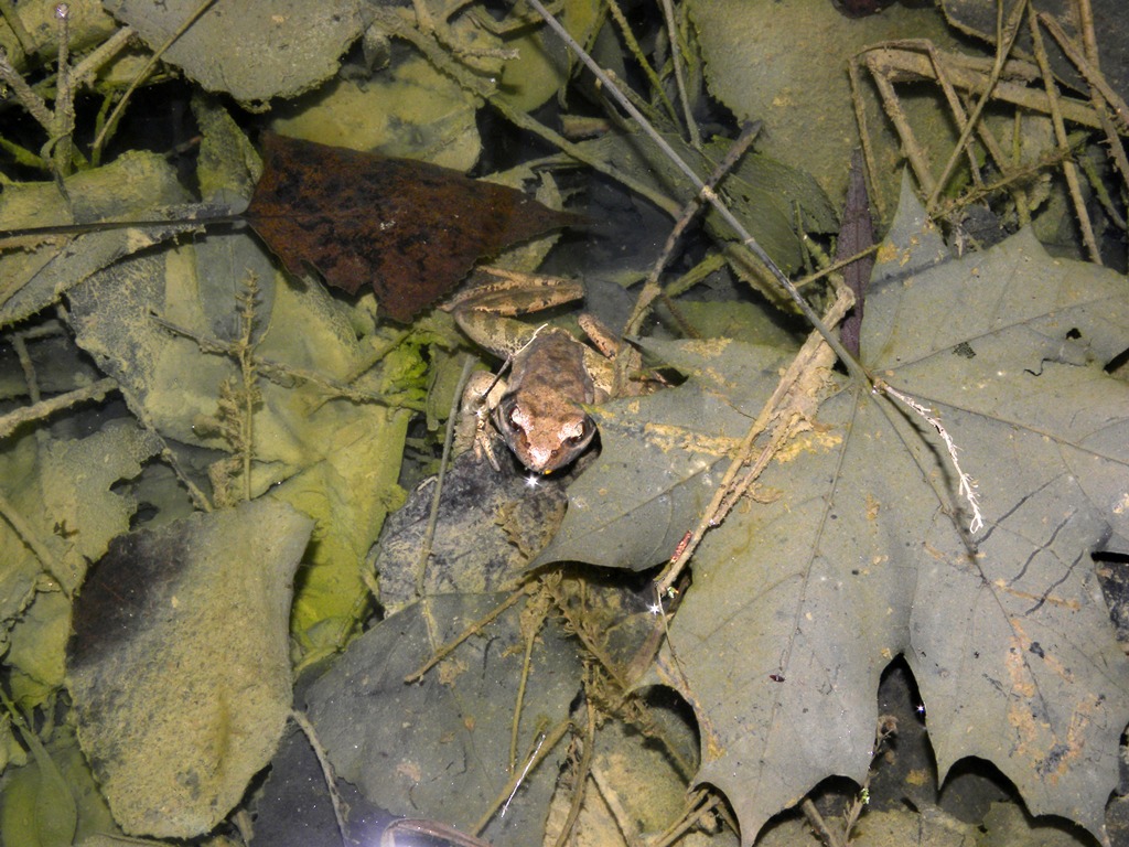 Rana dalmatina. Primo avvistamente dell''anno.